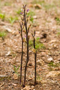 Limodorum abortivum (L.) Sw.