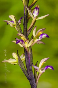 Limodorum abortivum (L.) Sw.