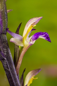 Limodorum abortivum (L.) Sw.