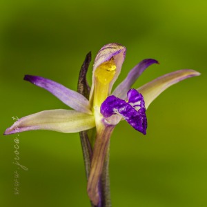Limodorum abortivum (L.) Sw.