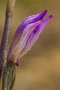 Limodorum trabutianum Batt.