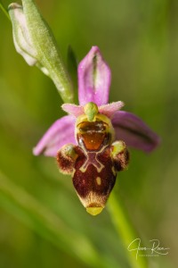 Ophrys  picta subsp. nafarroana E.  Robles  &  M. Becerra