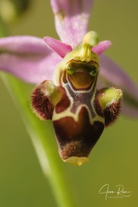 Ophrys  picta subsp. nafarroana E.  Robles  &  M. Becerra