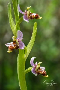 Ophrys  picta subsp. nafarroana E.  Robles  &  M. Becerra