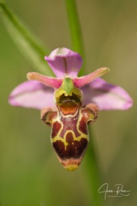 Ophrys  picta subsp. nafarroana E.  Robles  &  M. Becerra