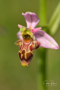 Ophrys  picta subsp. nafarroana E.  Robles  &  M. Becerra