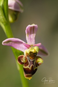 Ophrys  picta subsp. nafarroana E.  Robles  &  M. Becerra