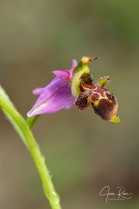 Ophrys  picta subsp. nafarroana E.  Robles  &  M. Becerra