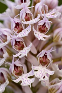 Neotinea (Orchis) conica (Willdenow) R.M.Bateman, Pridgeon and M.W.Chase