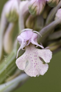 Neotinea (Orchis) conica (Willdenow) R.M.Bateman, Pridgeon and M.W.Chase