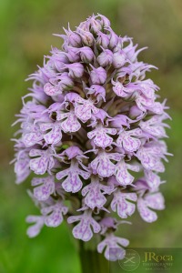 Neotinea conica (Willd.) R.M.Bateman