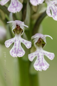 Neotinea (Orchis) conica (Willdenow) R.M.Bateman, Pridgeon and M.W.Chase