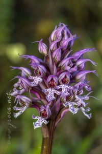 Neotinea (Orchis) conica (Willdenow) R.M.Bateman, Pridgeon and M.W.Chase