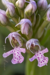 Neotinea (Orchis) conica (Willdenow) R.M.Bateman, Pridgeon and M.W.Chase