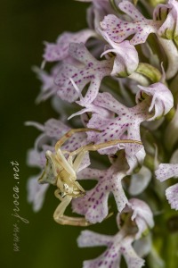 Neotinea (Orchis) conica (Willdenow) R.M.Bateman, Pridgeon and M.W.Chase
