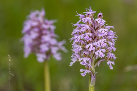 Neotinea (Orchis) conica (Willdenow) R.M.Bateman, Pridgeon and M.W.Chase