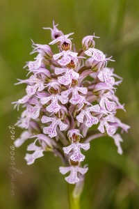 Neotinea (Orchis) conica (Willdenow) R.M.Bateman, Pridgeon and M.W.Chase