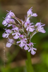Neotinea (Orchis) conica (Willdenow) R.M.Bateman, Pridgeon and M.W.Chase