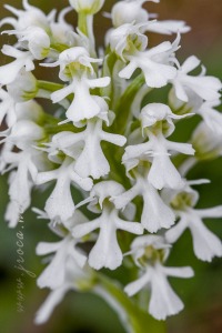 Neotinea (Orchis) conica (Willdenow) R.M.Bateman, Pridgeon and M.W.Chase