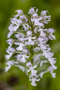 Neotinea (Orchis) conica (Willdenow) R.M.Bateman, Pridgeon and M.W.Chase
