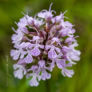 Neotinea (Orchis) conica (Willdenow) R.M.Bateman, Pridgeon and M.W.Chase