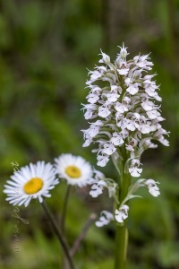 Neotinea (Orchis) conica (Willdenow) R.M.Bateman, Pridgeon and M.W.Chase