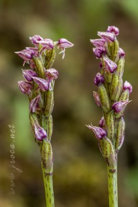 Neotinea maculata (Desf.) Stearn, 1974