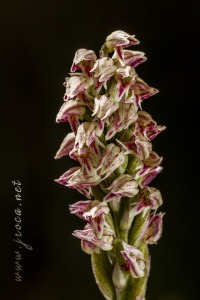 Neotinea maculata (Desf.) Stearn, 1974