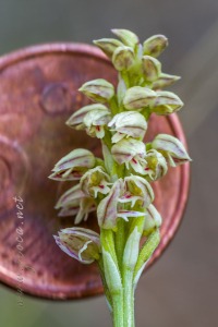 Neotinea maculata (Desf.) Stearn, 1974