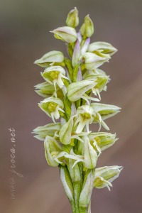 Neotinea maculata (Desf.) Stearn, 1974