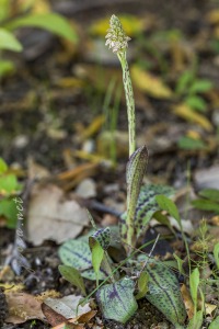 Neotinea maculata (Desf.) Stearn, 1974