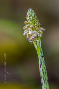 Neotinea maculata (Desf.) Stearn, 1974
