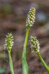 Neotinea maculata (Desf.) Stearn, 1974
