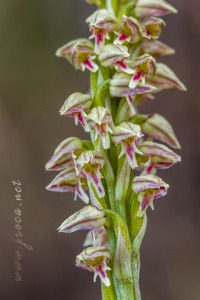 Neotinea maculata (Desf.) Stearn, 1974
