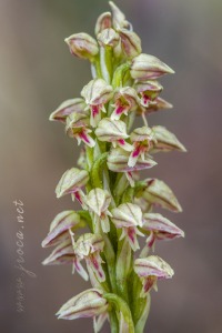 Neotinea maculata (Desf.) Stearn, 1974