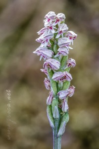 Neotinea maculata (Desf.) Stearn, 1974