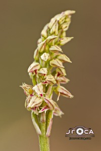 Neotinea maculata (Desf.) Stearn, 1974