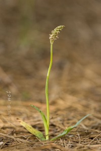 Neotinea maculata (Desf.) Stearn, 1974