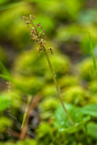 Neottia cordata (L.) Rich.