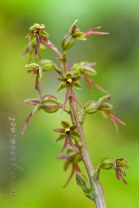 Neottia cordata (L.) Rich.
