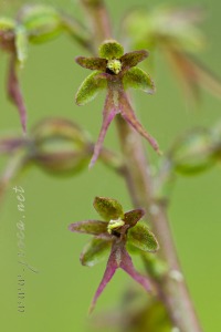 Neottia cordata (L.) Rich.