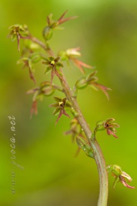 Neottia cordata (L.) Rich.
