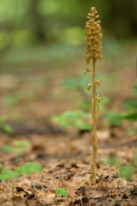 Neottia nidus-avis Rich. Neottia nidus-avis Rich.