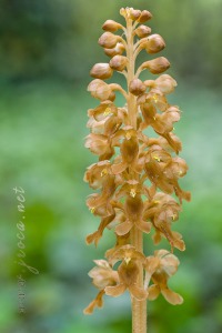 Neottia nidus-avis (L.) Rich. Neottia nidus-avis (L.) Rich.