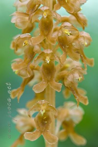 Neottia nidus-avis (L.) Rich. Neottia nidus-avis (L.) Rich.