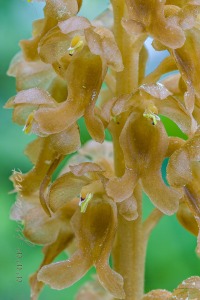 Neottia nidus-avis (L.) Rich. Neottia nidus-avis (L.) Rich.