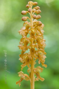 Neottia nidus-avis (L.) Rich. Neottia nidus-avis (L.) Rich.