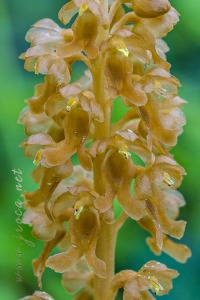 Neottia nidus-avis (L.) Rich. Neottia nidus-avis (L.) Rich.