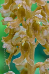 Neottia nidus-avis (L.) Rich. Neottia nidus-avis (L.) Rich.