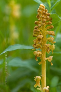 Neottia nidus-avis (L.) Rich. Neottia nidus-avis (L.) Rich.